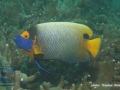 DSC06544-Pomacanthus-xanthometopon