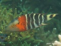 DSC06548-Cheilinus-fasciatus