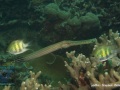 DSC06681-Aulostomus-chinensis