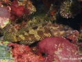 DSC06806-Epinephelus-hexagonatus