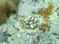 DSC06874-Acropora-sp.