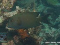 DSC06889-Ctenochaetus-striatus