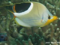 DSC06910-Chaetodon-ephippium