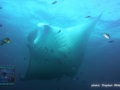 DSC06938-Manta-alfredi