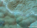 DSC07004-Porites-spp.