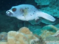 DSC07076-Arothron-nigropunctatus