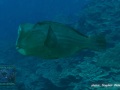 DSC07077-Bolbometopon-muricatum