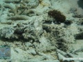 DSC07310-Cymbacephalus-beauforti