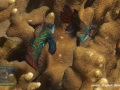 DSC07373-Synchiropus-splendidus
