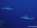 DSC07481-Carcharhinus-amblyrhynchos