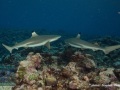 DSC07570-Carcharhinus-melanopterus
