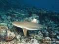 DSC07571-Carcharhinus-melanopterus