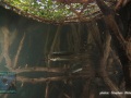 DSC07891-Zenarchopterus-dispar