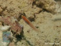 Eviota-atriventris-DSC04107