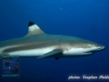 Blacktip reef shark (Carcharhinus melanopterus)
