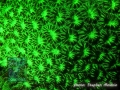 Fluorescence night dive: