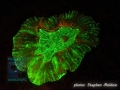 Fluorescence night dive: