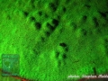 Fluorescence night dive: