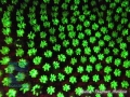 Fluorescence night dive: