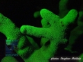 Fluorescence night dive: