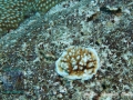 Acropora coral recruit on reef rock