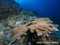 Acropora table coral