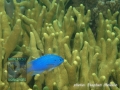 Sapphire damsel (Pomacentrus pavo) and branching hard coral (Porites sp.)