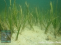 Seagrass (Cymodocea rotundata)