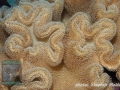 Leather coral (Sarcophyton sp.)