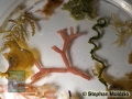 5 Various algae