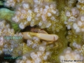 8 Marine life - DSC03477-Trapezia-sp-cSM