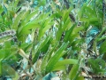 8 Marine life -DSC03677-DH-Cymodocea-serrulata
