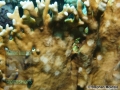 8 Marine life - DSC03760-Exallias-brevis-scars-cSM