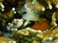 8 Marine life - DSC03766-Exallias-brevis-cSM