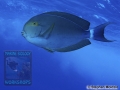 8 Marine life - DSC03778_Acanthurus_gahhm