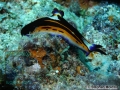 8 Marine life - DSC03837-Nembrotha-megalocera-cSM