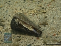 8 Marine life - DSC04414-Conus-sp.