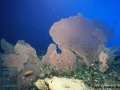 8 Marine life - DSC05098_Anella_mollis