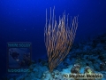 8 Marine life - DSC05474_Elisella juncea