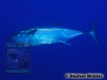 8 Marine life - DSC06250 Gymnosarda unicolor