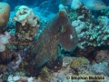 8 Marine life - DSC06388 Octopus cyaneus