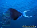 8 Marine life - DSC06582 Odonus niger