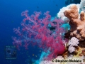 8 Marine life - Dendronephthya sp.