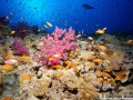 8 Marine life - Elphinstone