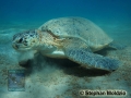 8 Marine life - Green Turtle