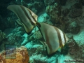8 Marine life - Platax-orbicularis_DSC04676