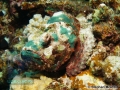 8 Marine life - Scorpionfish