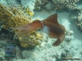 8 Marine life - Sepiotheutis-lessoniana