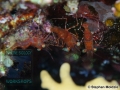 9 Night dives - DSC03482-Cinetorhynchus-reticulatus-cSM