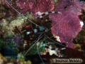 9 Night dives - DSC06844 Stenopus hispidus